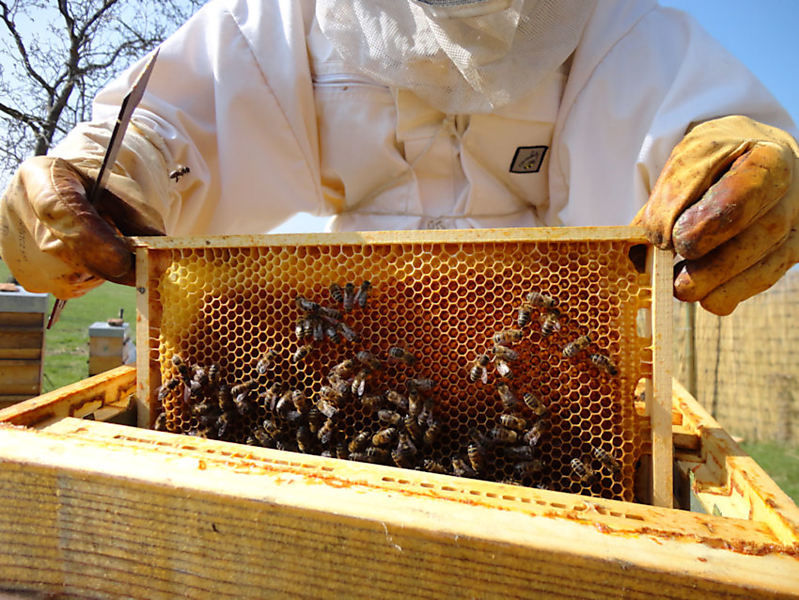 La ruche Thym commun