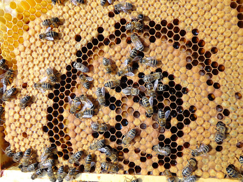 La ruche Thym commun