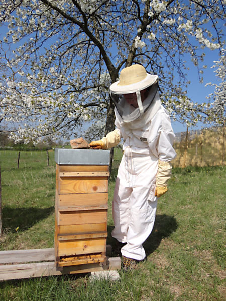 La ruche Thym commun