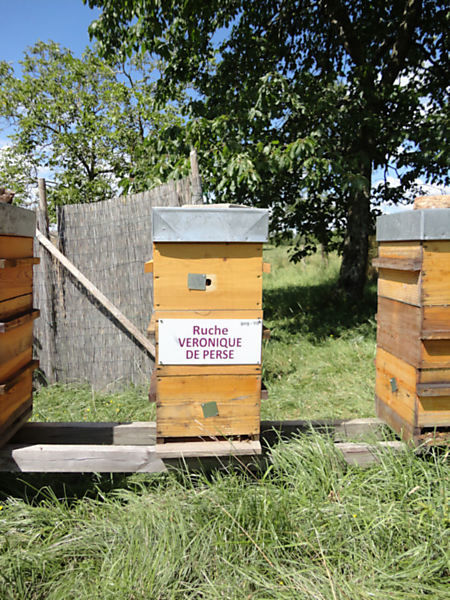 La ruche Véronique de perse