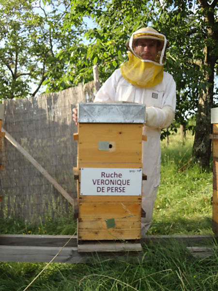 La ruche Véronique de perse