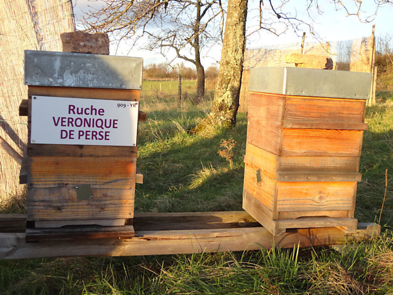 La ruche Véronique de perse