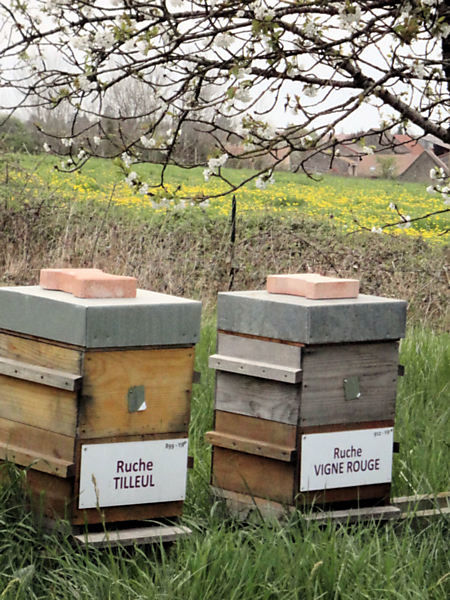 La ruche Véronique de perse