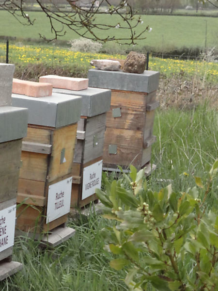 La ruche Vigne rouge