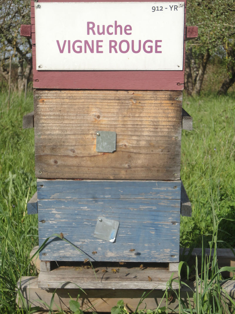 La ruche Vigne rouge
