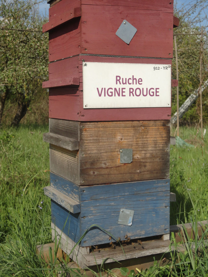 La ruche Vigne rouge