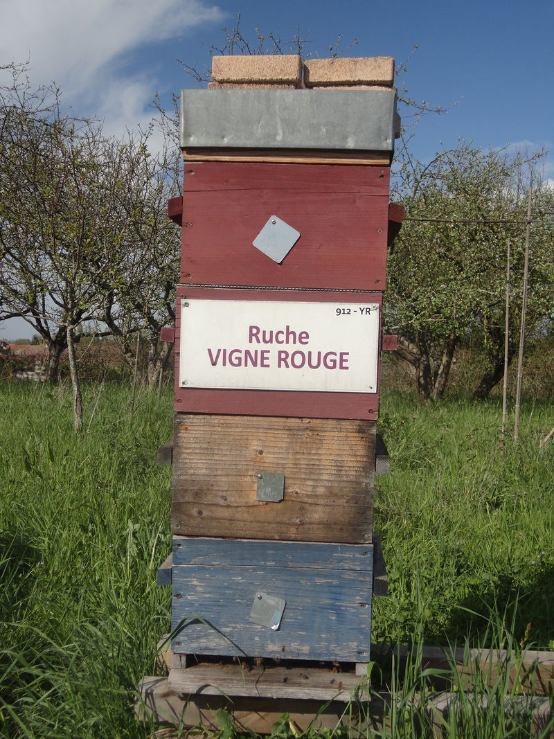 La ruche Vigne rouge