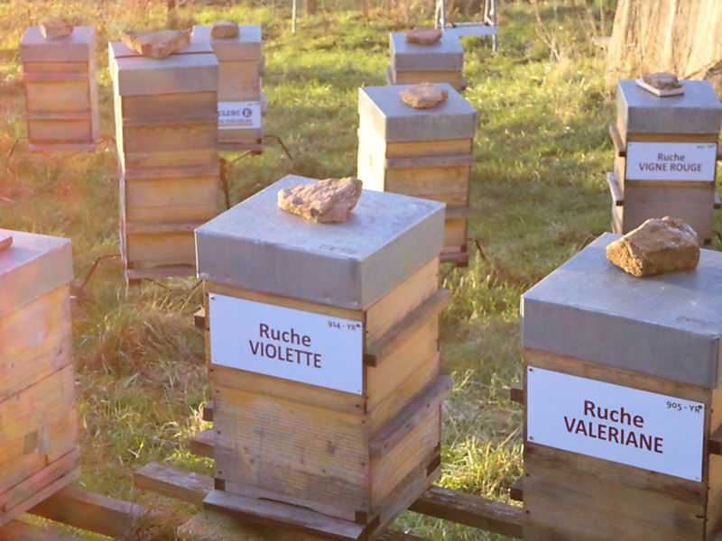 La ruche Vigne rouge