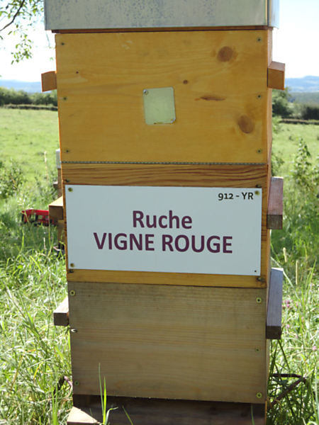 La ruche Vigne rouge