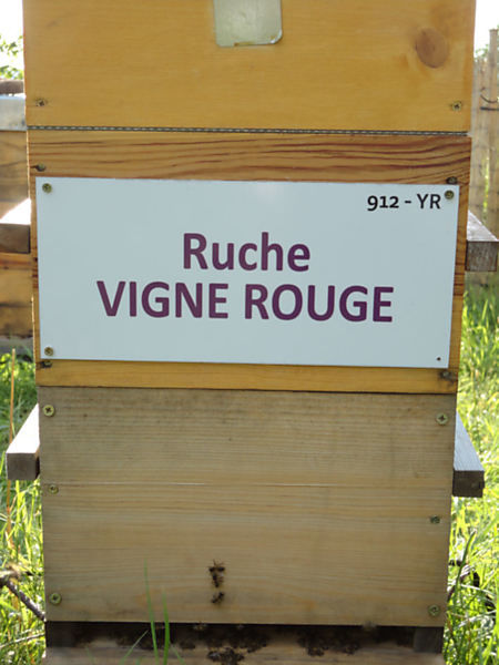 La ruche Vigne rouge