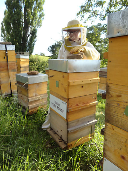La ruche Vigne rouge