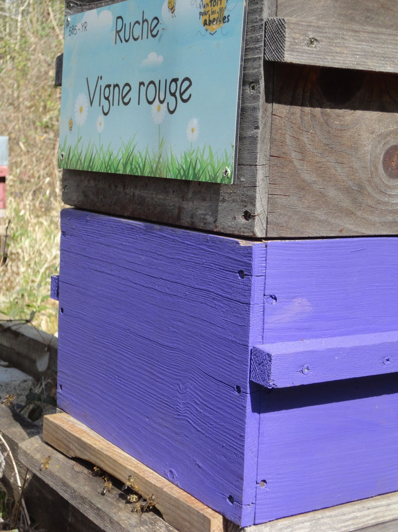 La ruche Vigne rouge