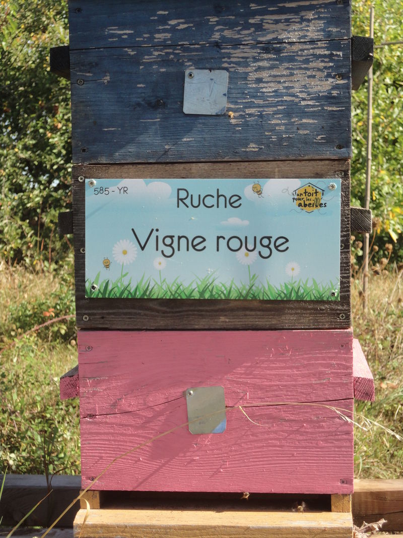 La ruche Vigne rouge