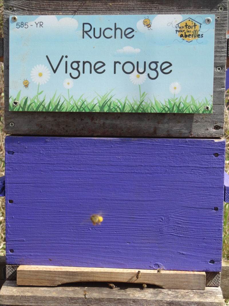 La ruche Vigne rouge
