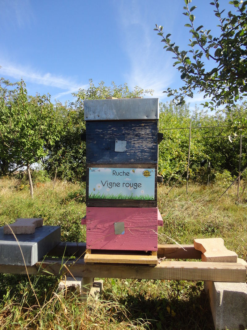 La ruche Vigne rouge