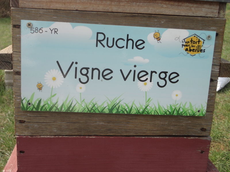 La ruche Vigne rouge