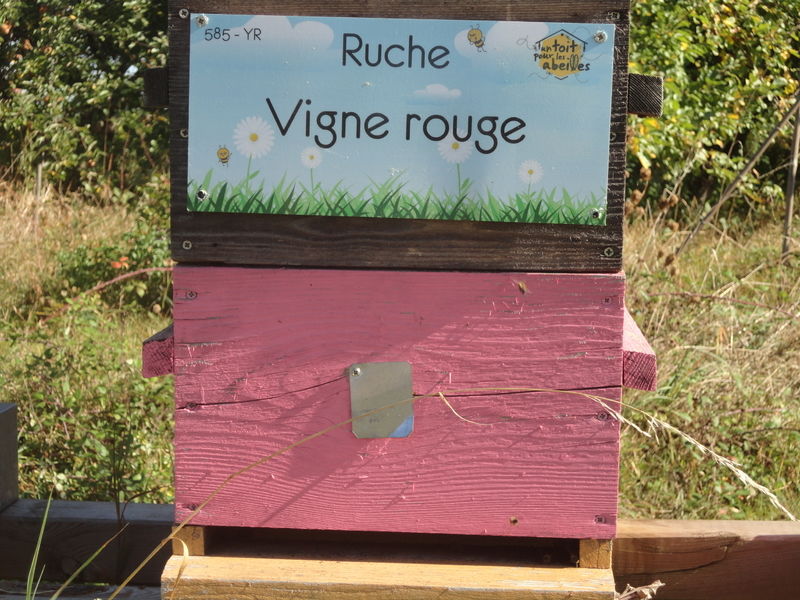 La ruche Vigne rouge