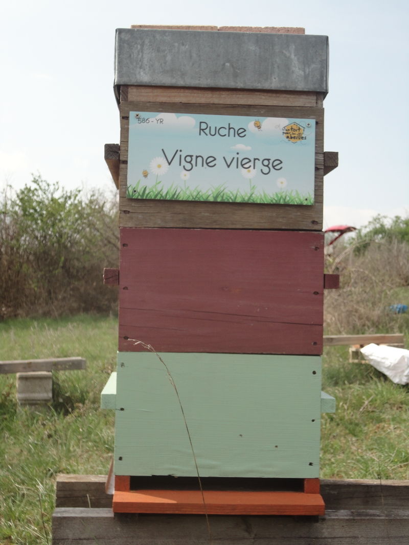 La ruche Vigne rouge