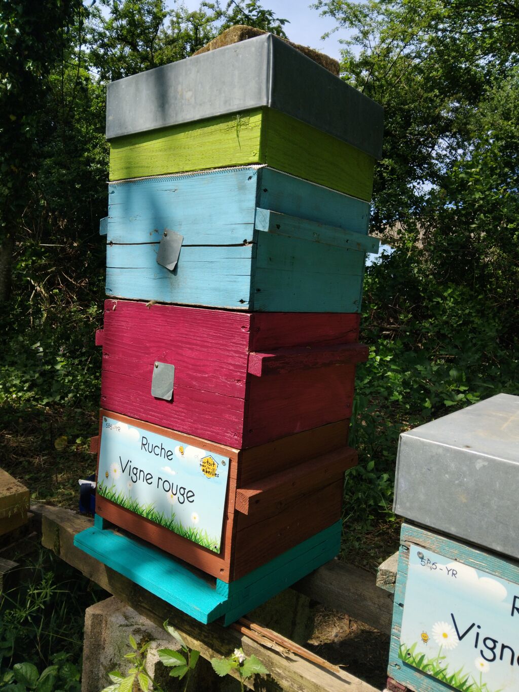 La ruche Vigne rouge