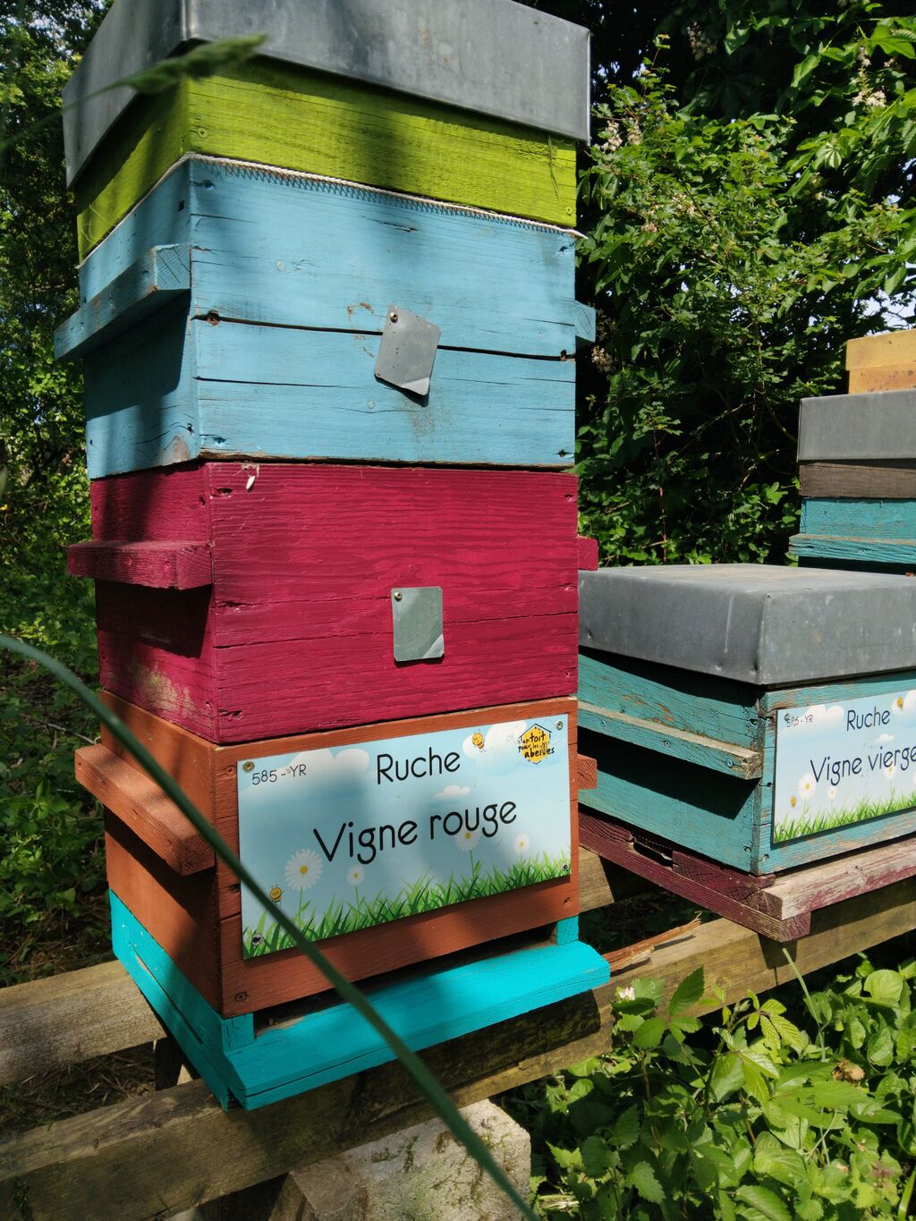 La ruche Vigne rouge