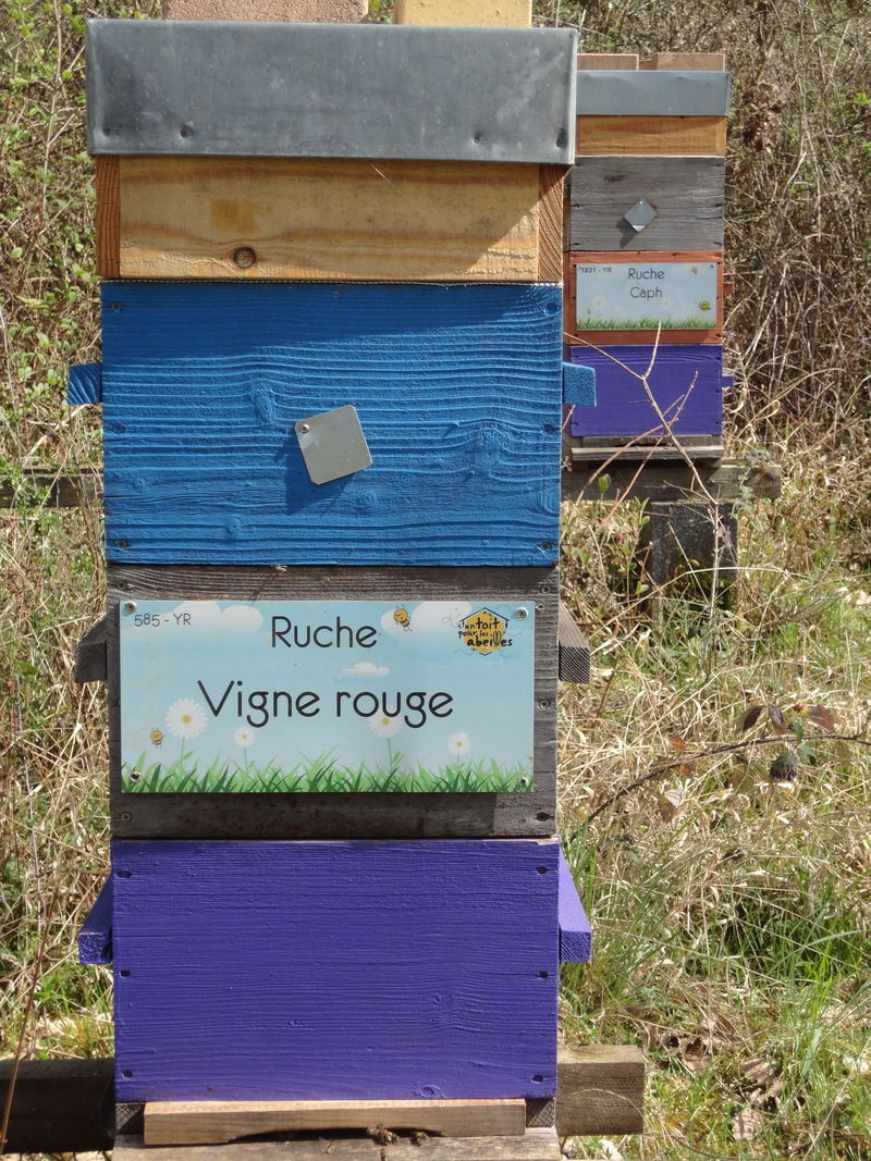 La ruche Vigne rouge