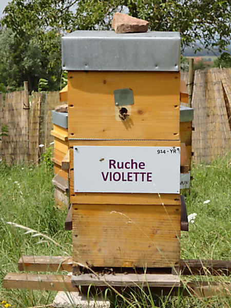 La ruche