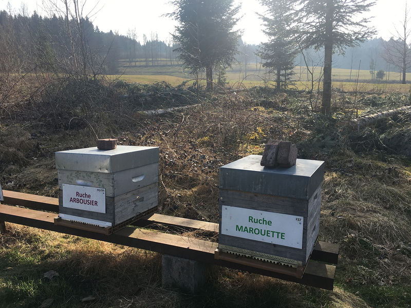 La ruche Marouette