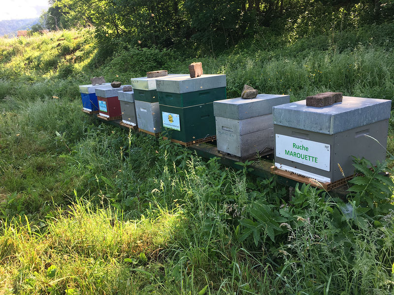 La ruche Marouette