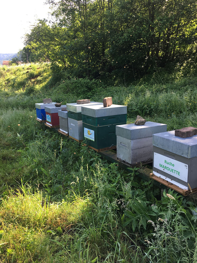 La ruche Marouette