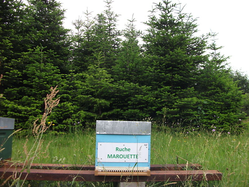 La ruche Marouette