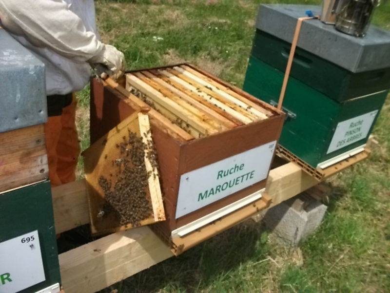 La ruche Marouette