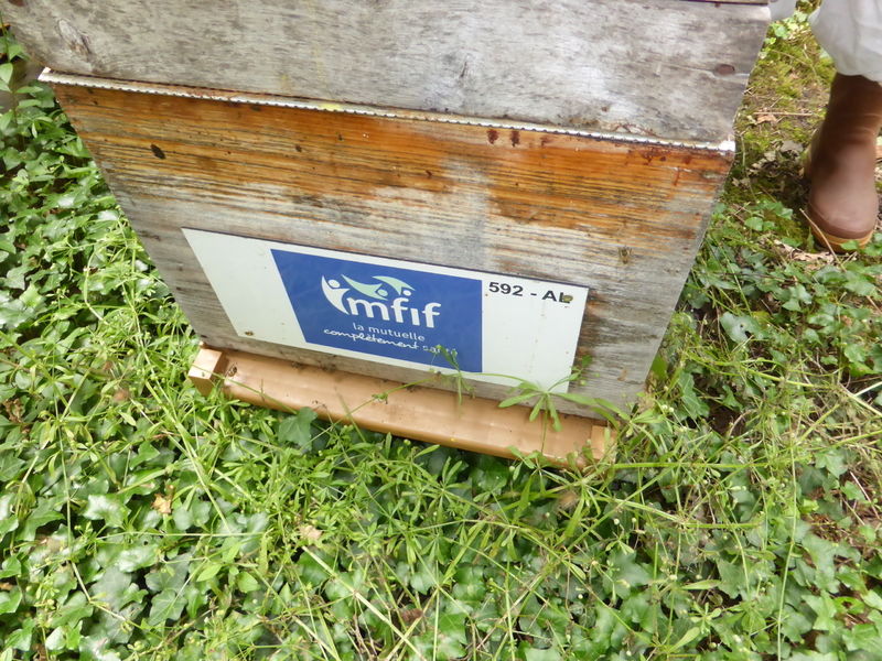 La ruche MFIF