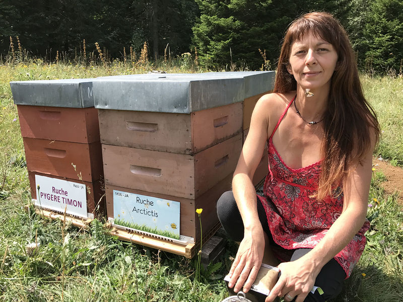 La ruche Pygere timon