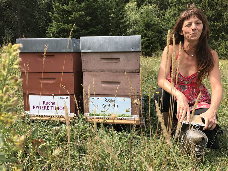 La ruche Pygere timon