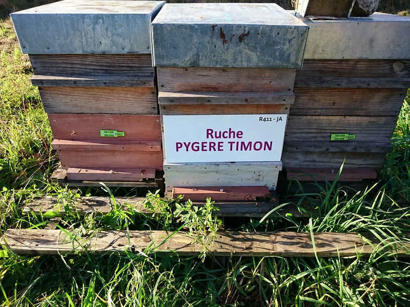 La ruche Pygere timon