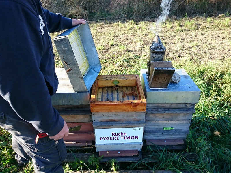 La ruche Pygere timon