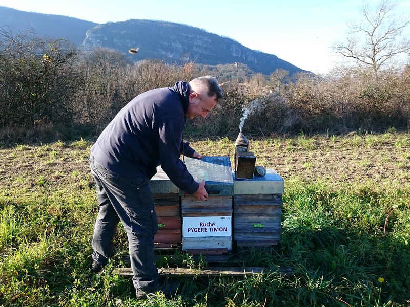 La ruche Pygere timon