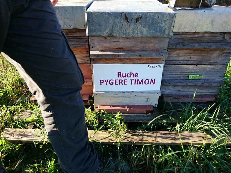 La ruche Pygere timon