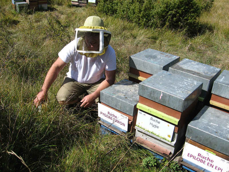 La ruche Pygere timon