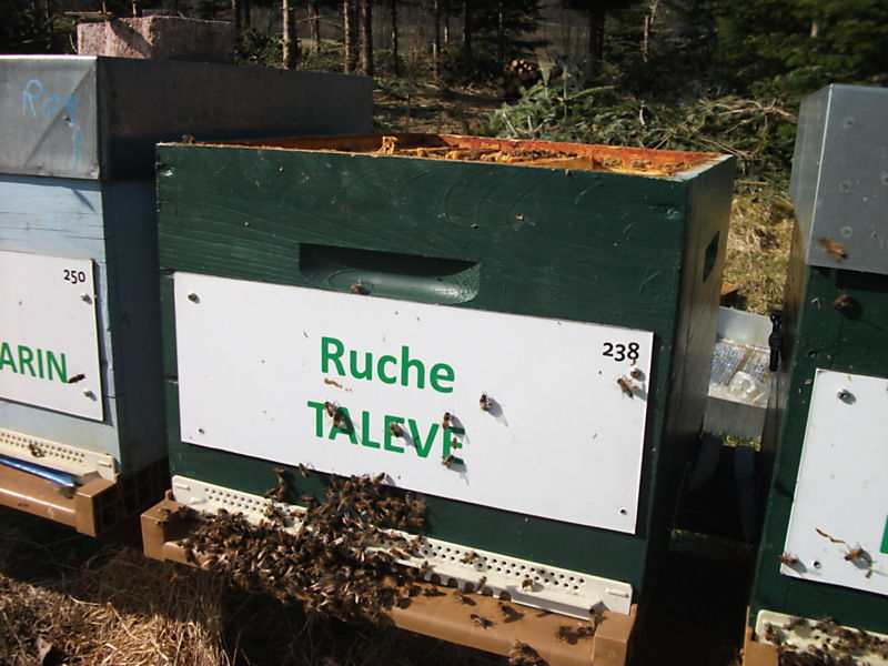 La ruche
