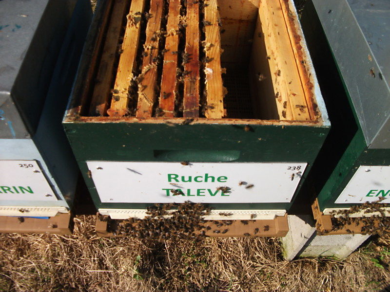 La ruche Talève