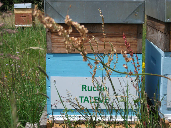 La ruche Talève