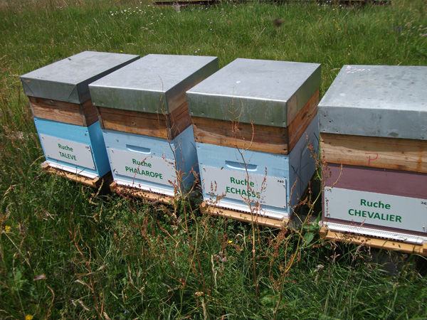 La ruche Talève