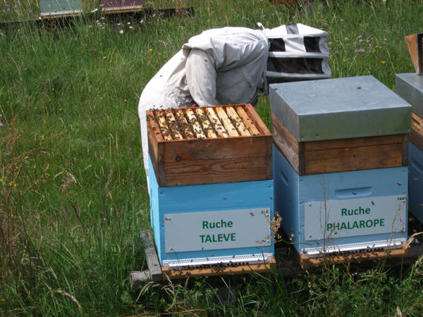 La ruche Talève