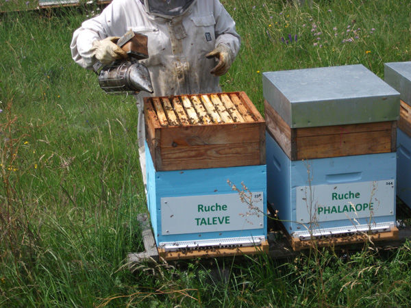 La ruche Talève