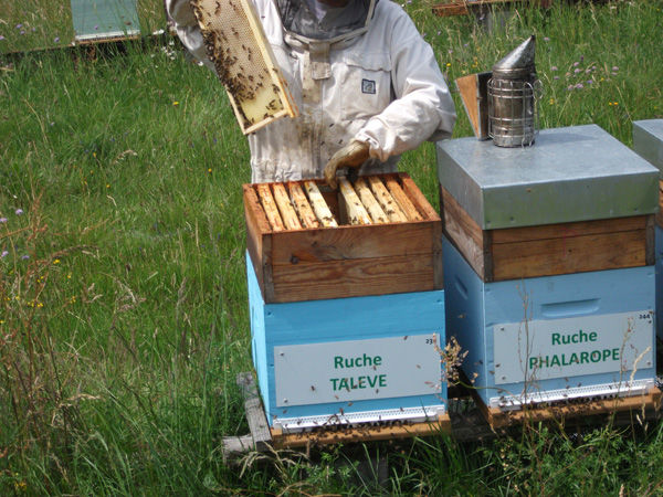 La ruche Talève