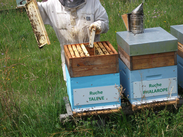 La ruche Talève