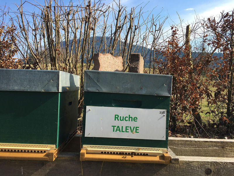 La ruche Talève