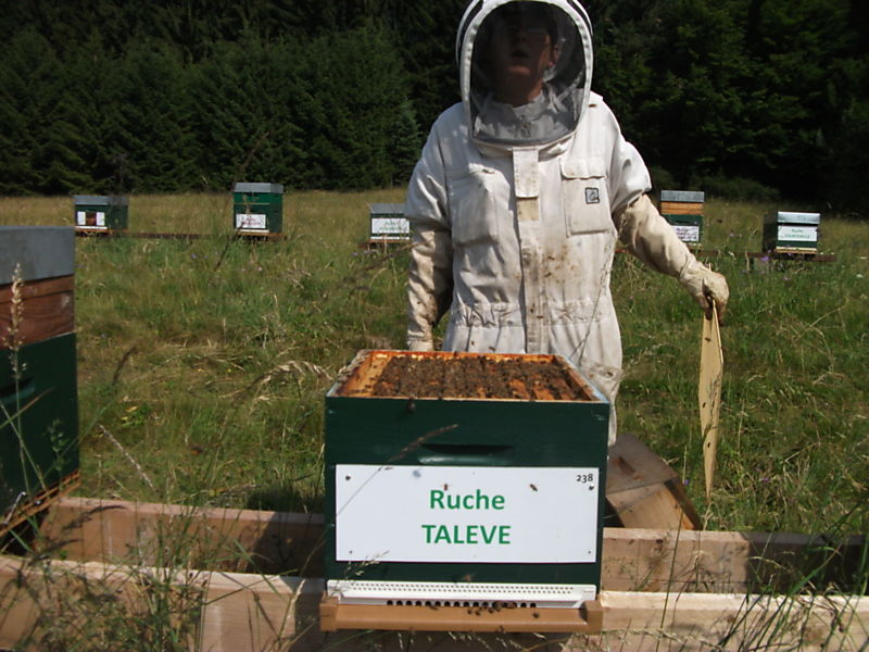 La ruche Talève
