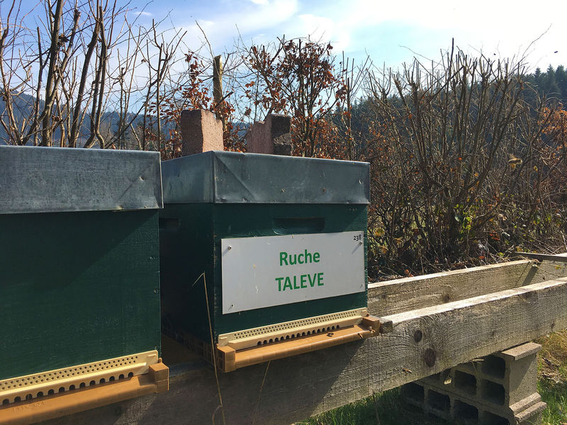 La ruche Talève